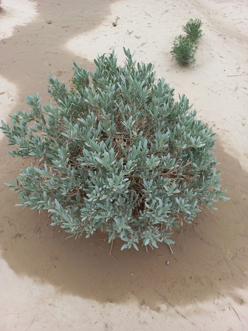 Withania coagulans photo 7