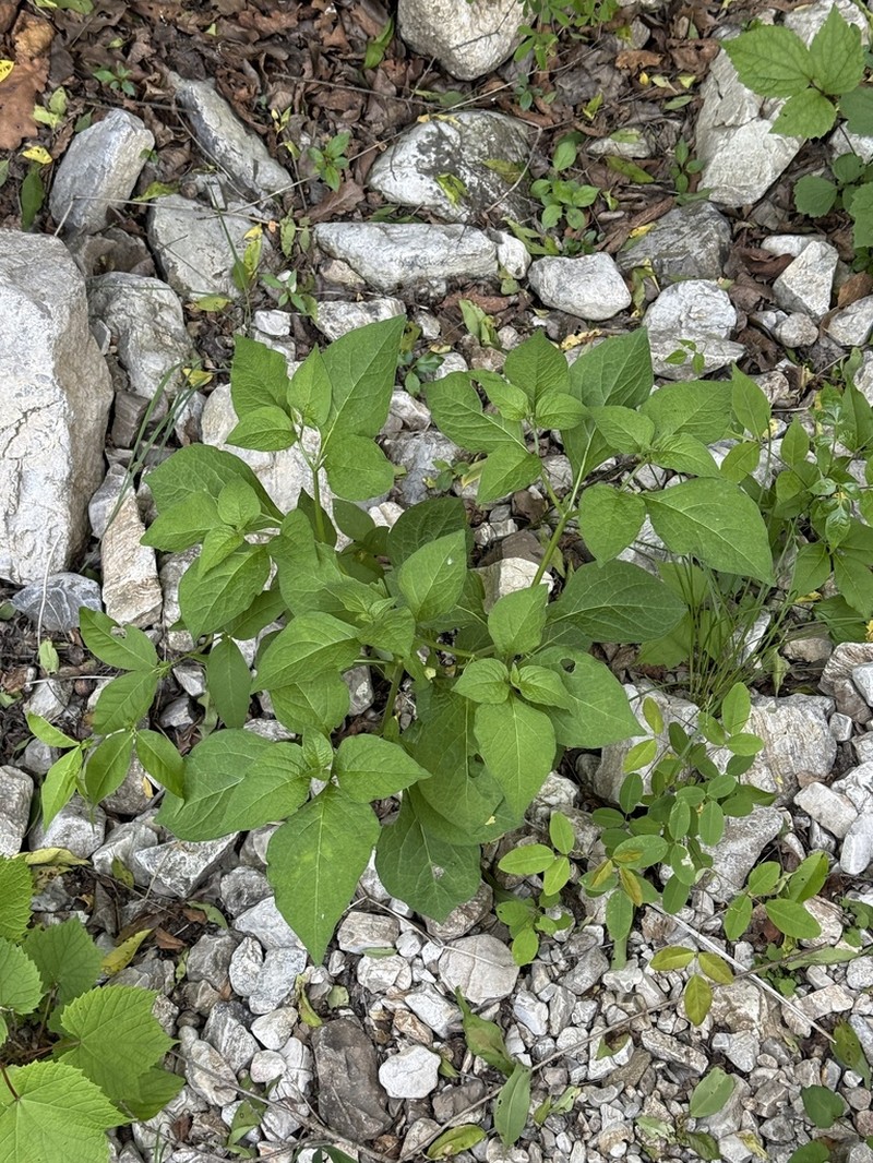 Withania echinata