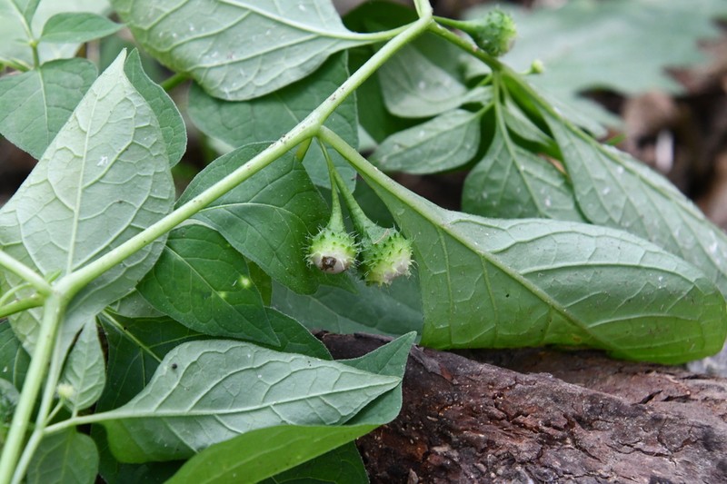 Withania echinata photo 2