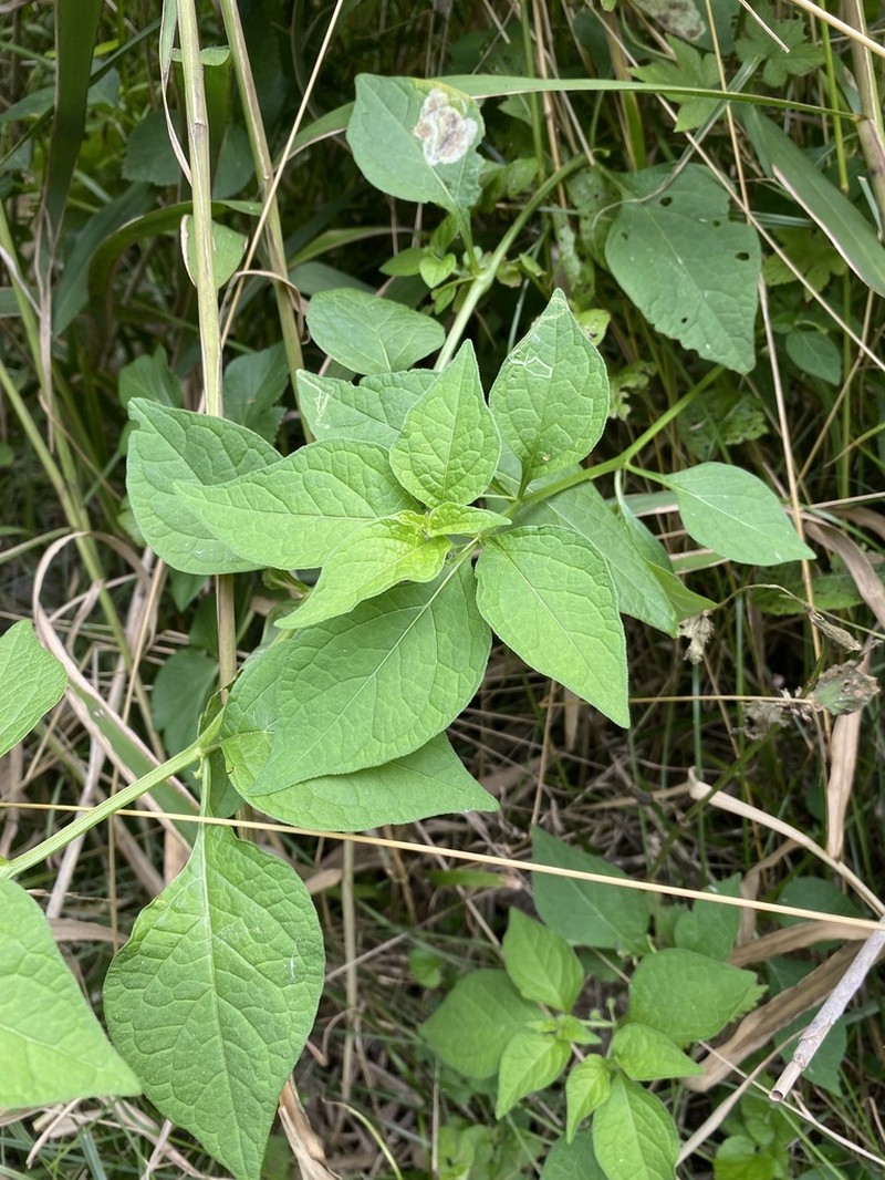 Withania echinata photo 3