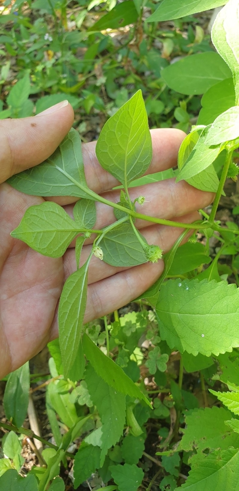 Withania echinata photo 6
