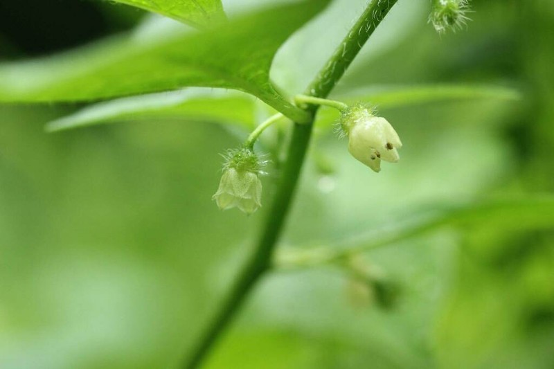 Withania echinata photo 7