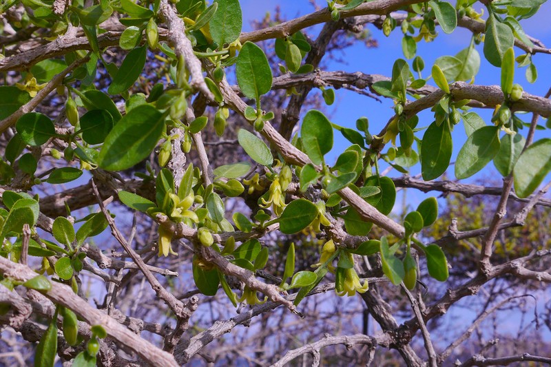 Withania frutescens
