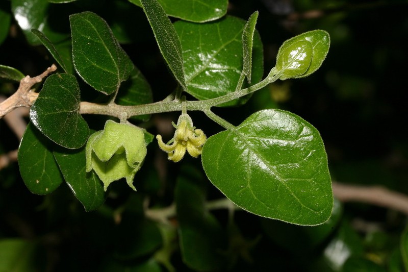 Withania frutescens photo 2