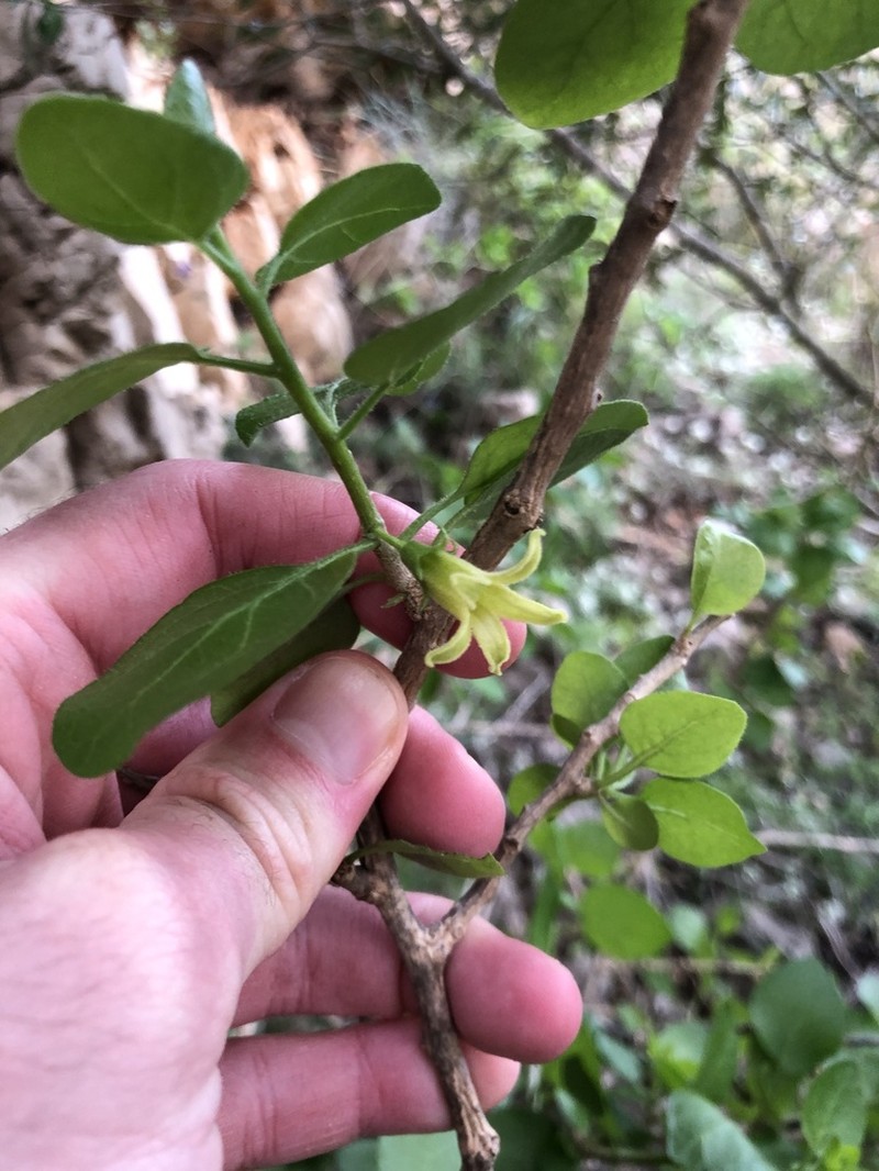 Withania frutescens photo 3