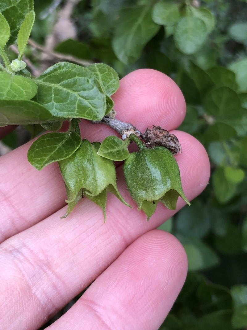 Withania frutescens photo 4