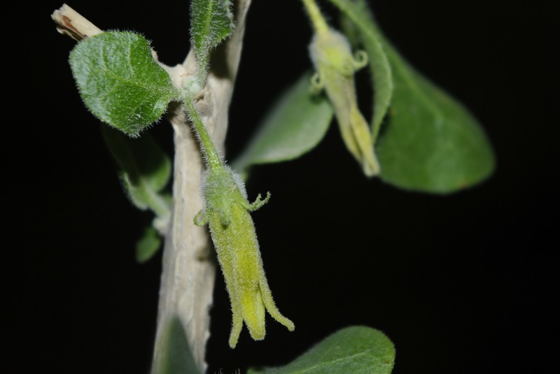 Withania frutescens photo 5