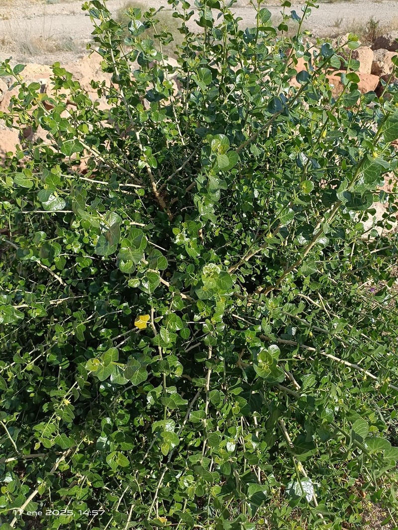 Withania frutescens photo 6