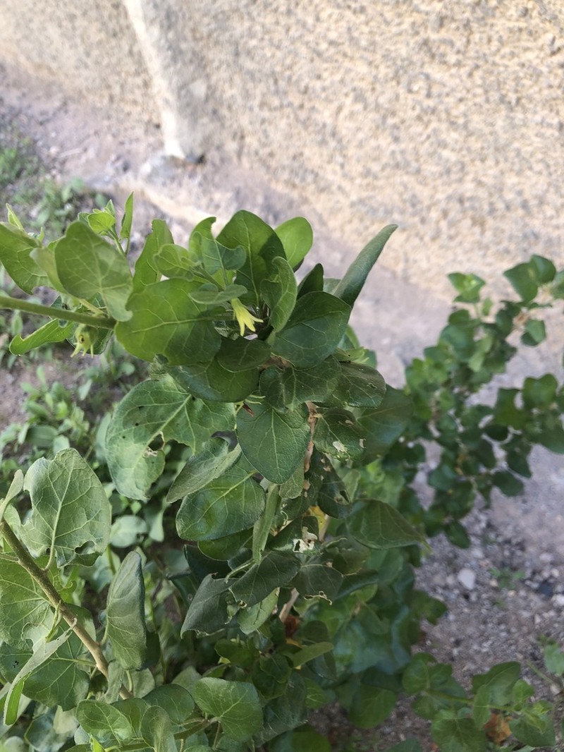 Withania frutescens photo 7
