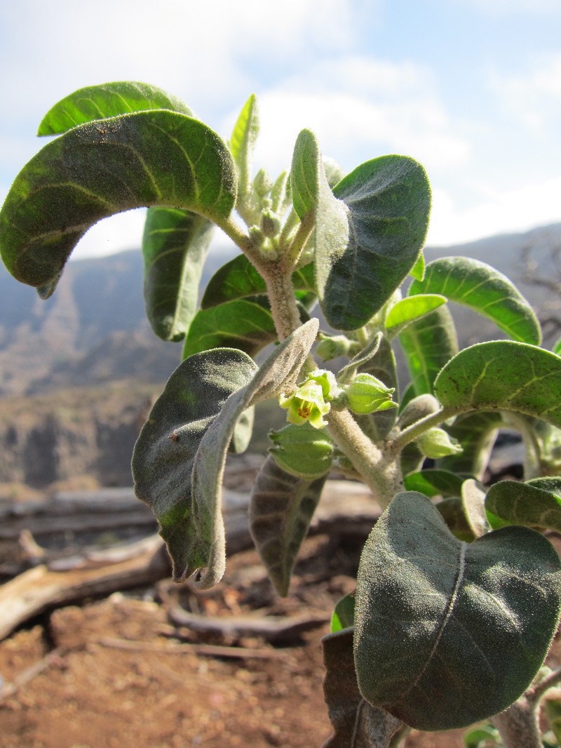 Withania grisea