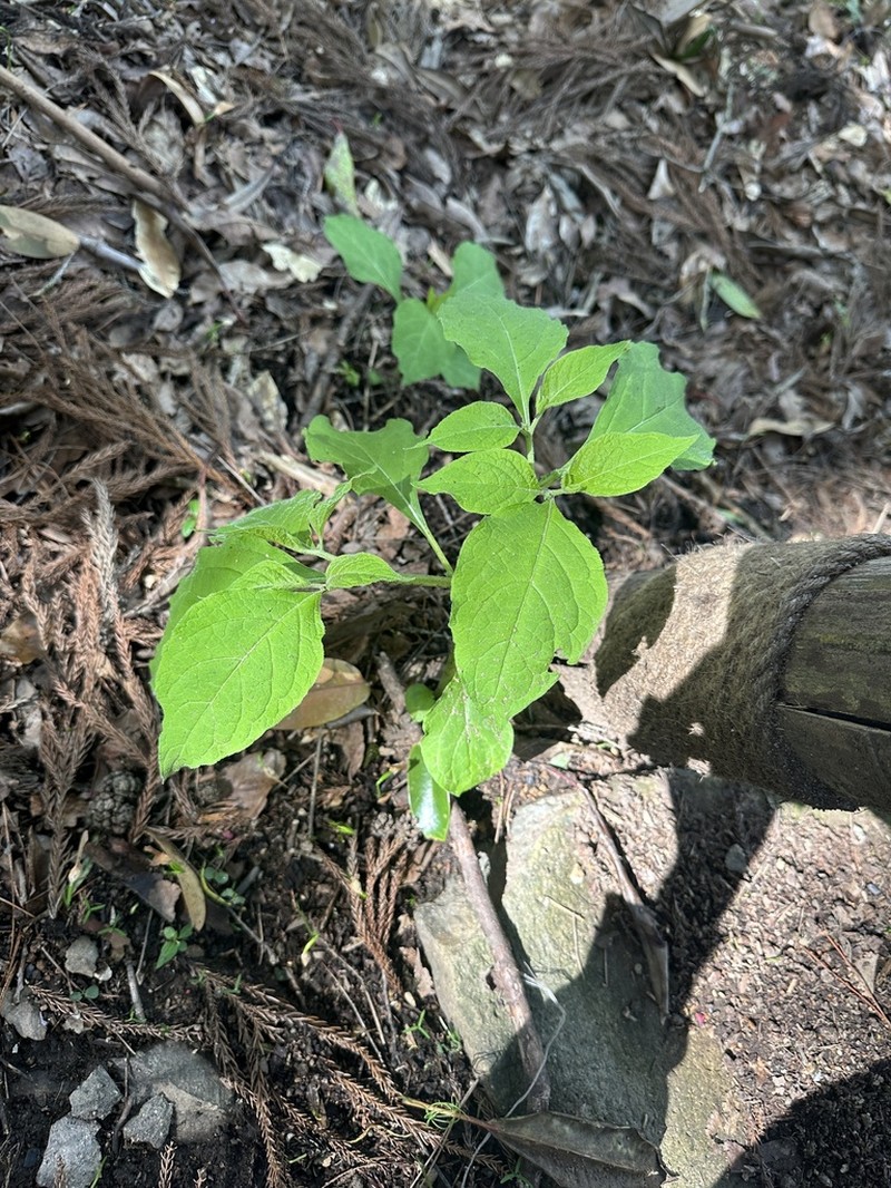 Withania heterophylla