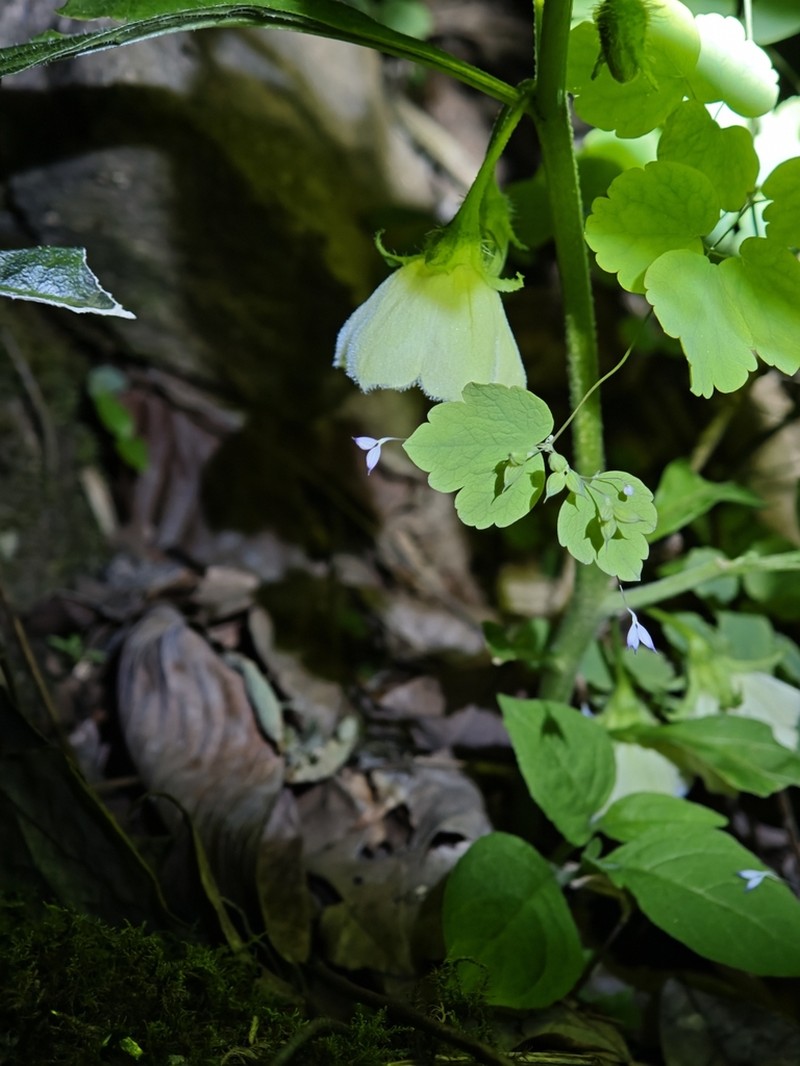 Withania heterophylla photo 2