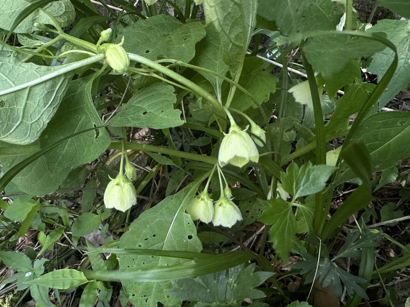 Withania heterophylla photo 3