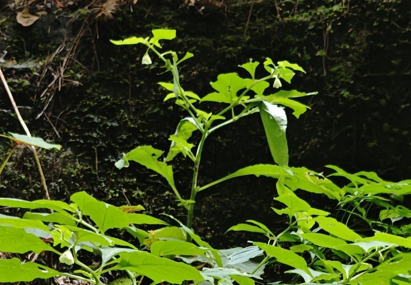 Withania heterophylla photo 4