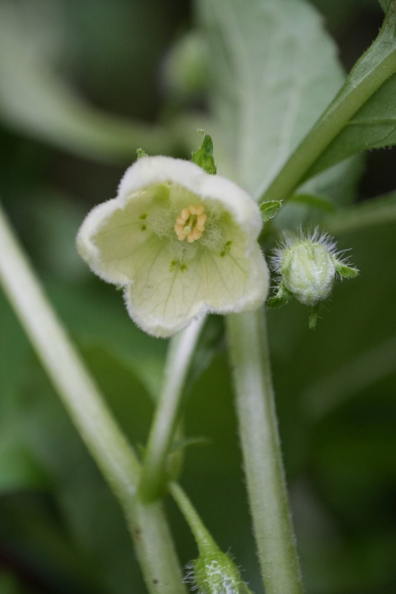Withania heterophylla photo 5