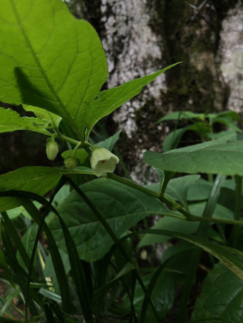 Withania heterophylla photo 6