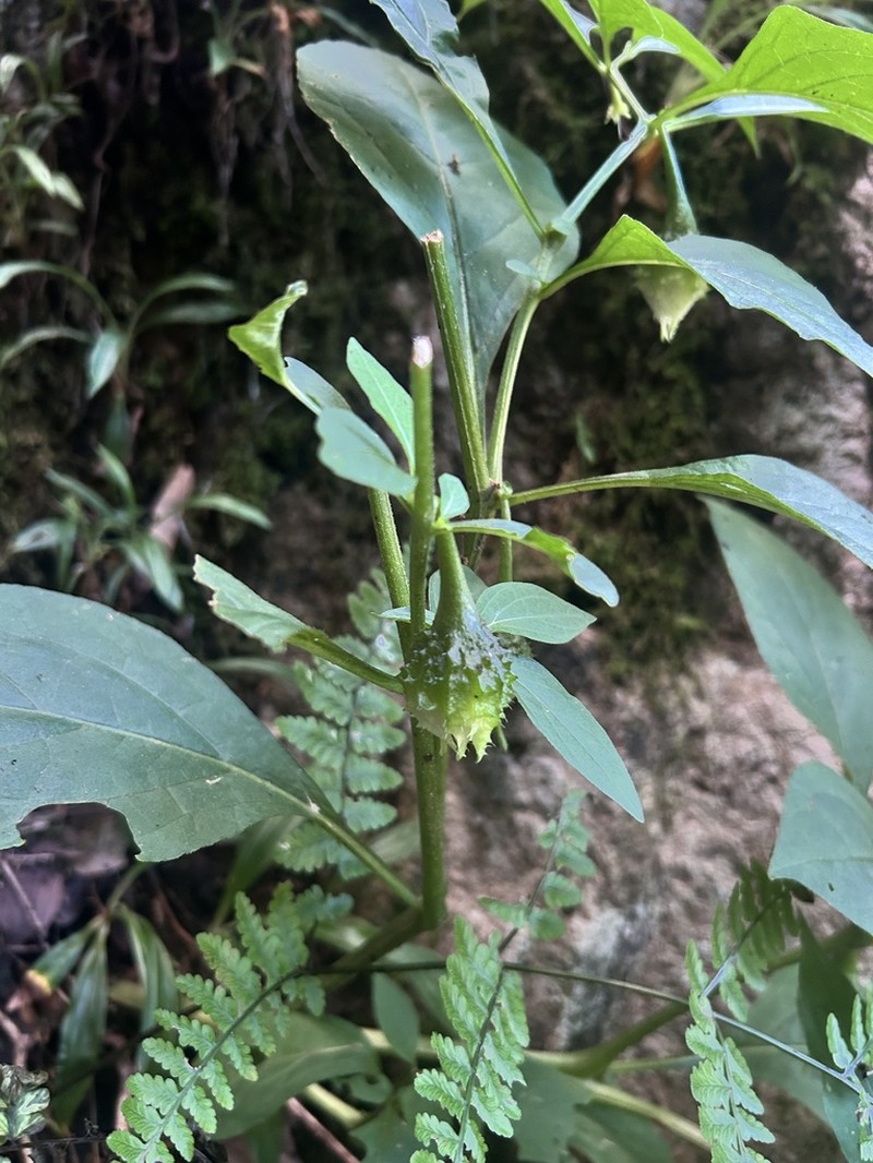 Withania heterophylla photo 7
