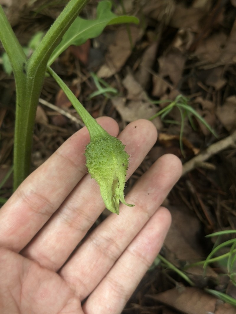 Withania heterophylla photo 8