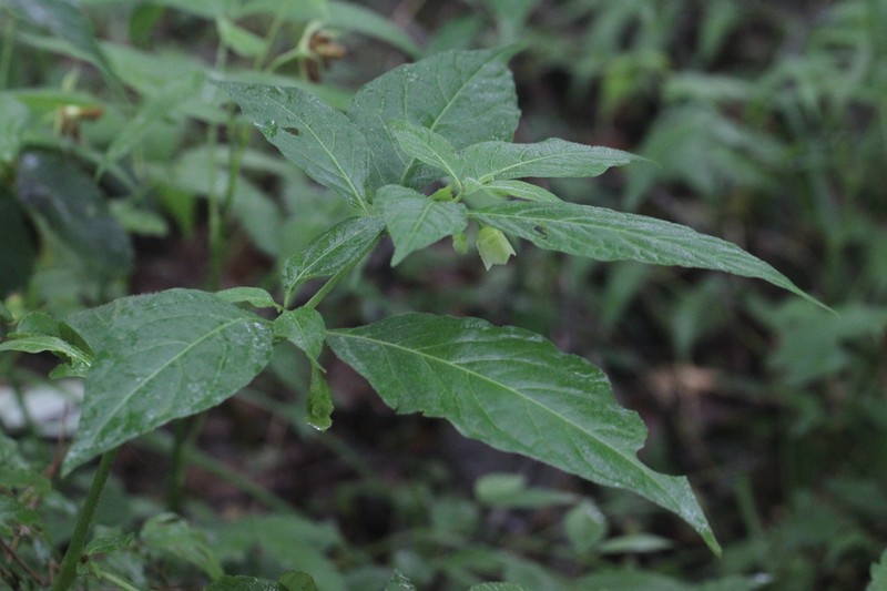 Withania japonica