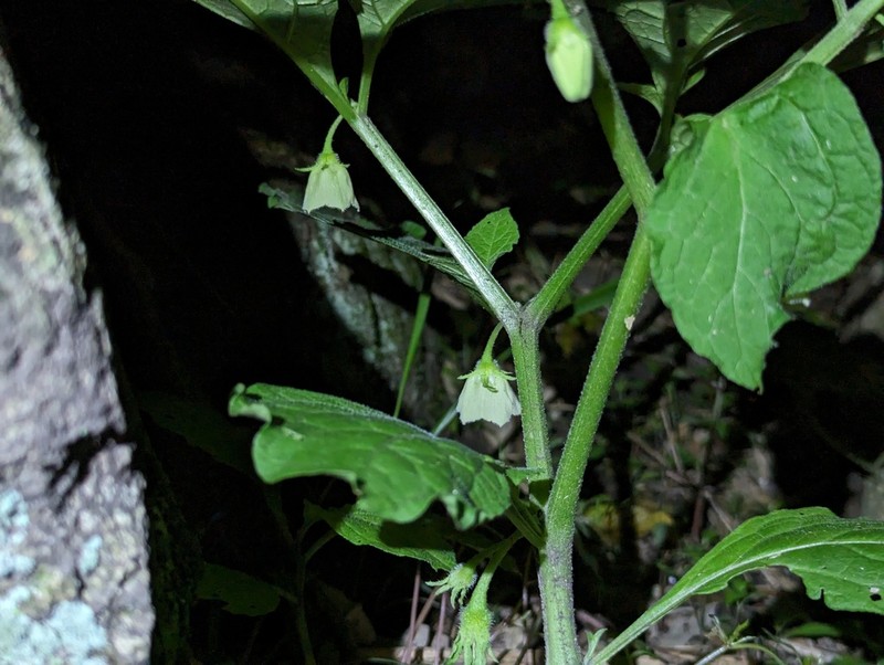 Withania kweichouensis