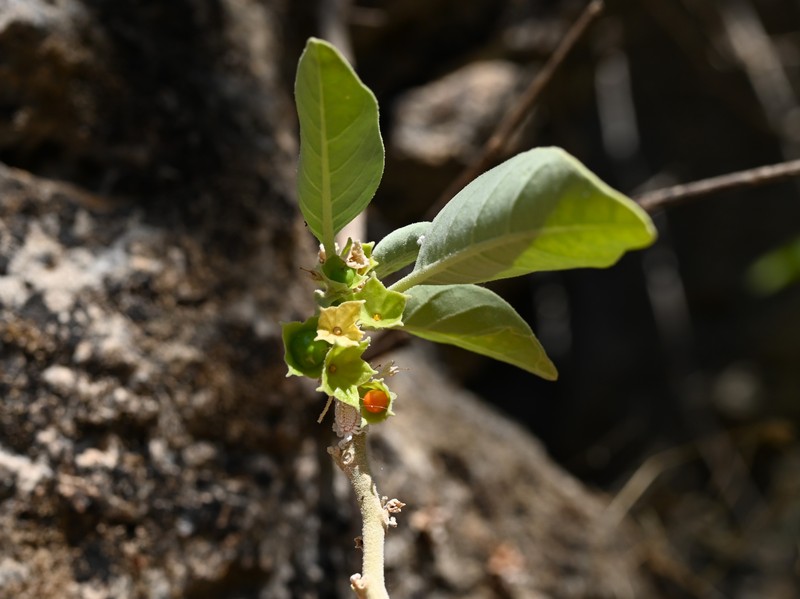 Withania qaraitica