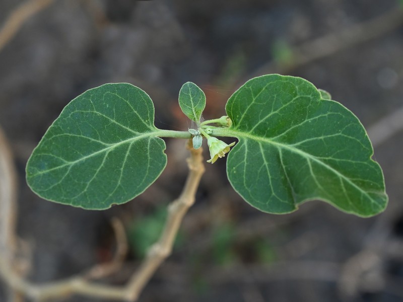 Withania qaraitica photo 6