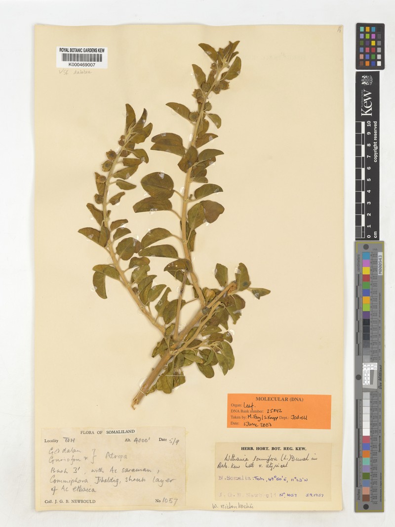 Withania reichenbachii