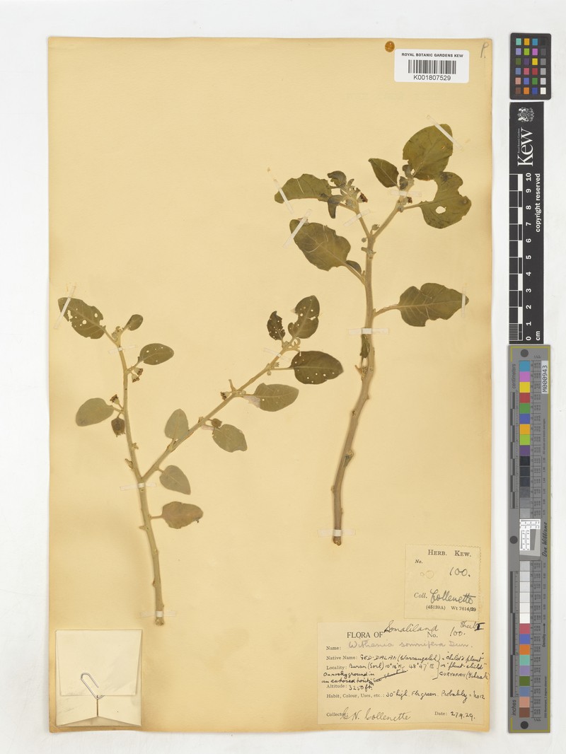 Withania reichenbachii photo 2