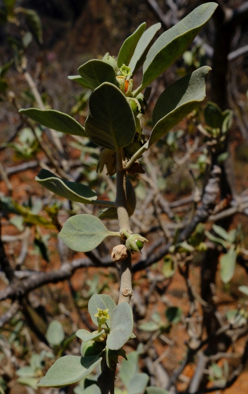 Withania riebeckii