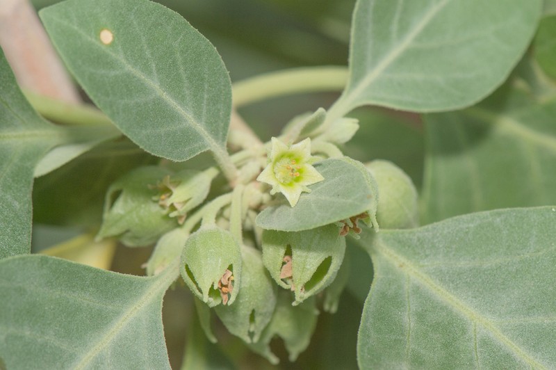 Withania riebeckii photo 2