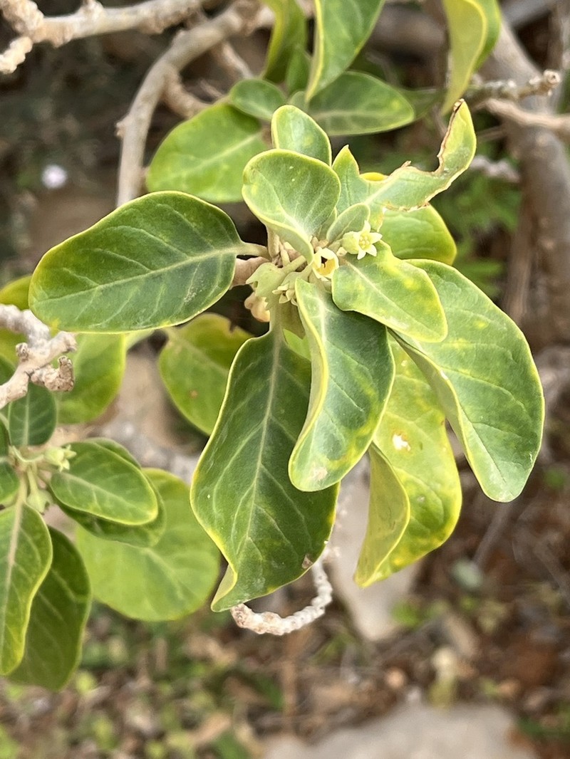 Withania riebeckii photo 3