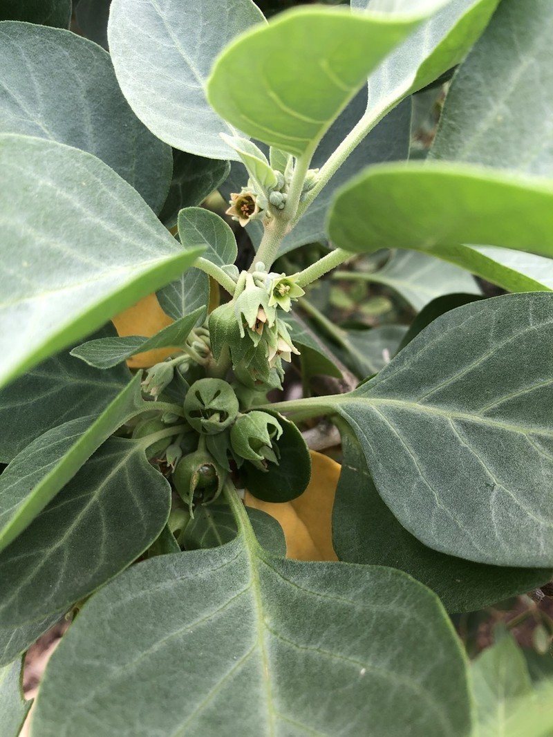 Withania riebeckii photo 4