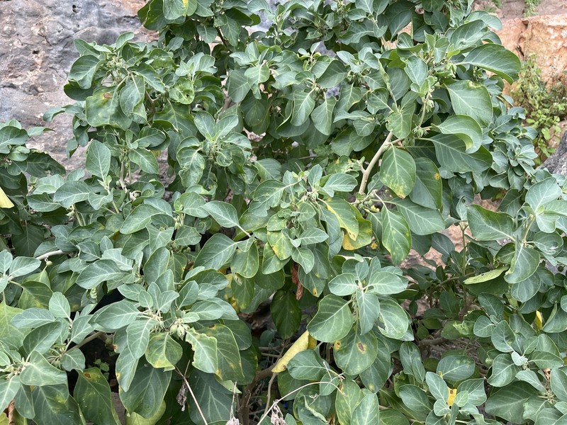 Withania riebeckii photo 5