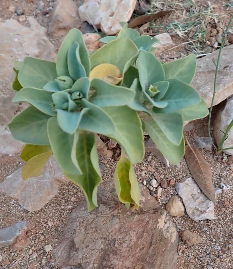 Withania riebeckii photo 6