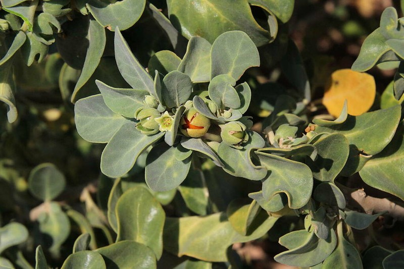 Withania riebeckii photo 7