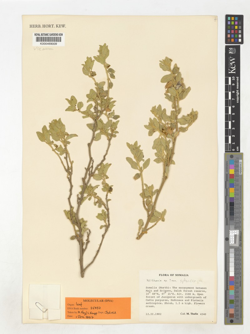 Withania sphaerocarpa