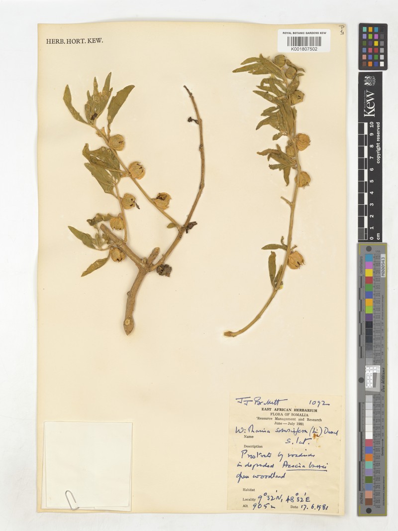 Withania sphaerocarpa photo 2