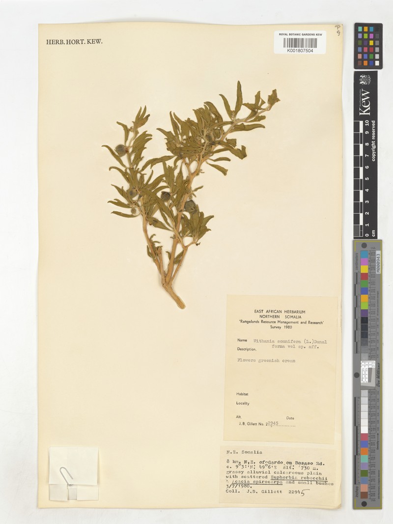 Withania sphaerocarpa photo 3
