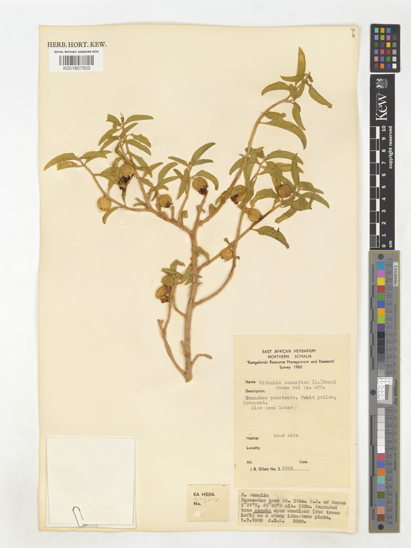 Withania sphaerocarpa photo 4