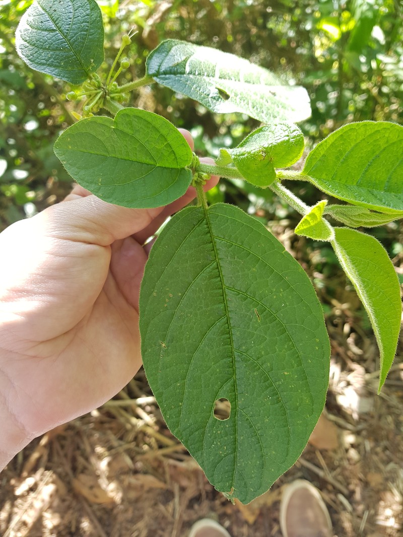 Witheringia asterotricha photo 2