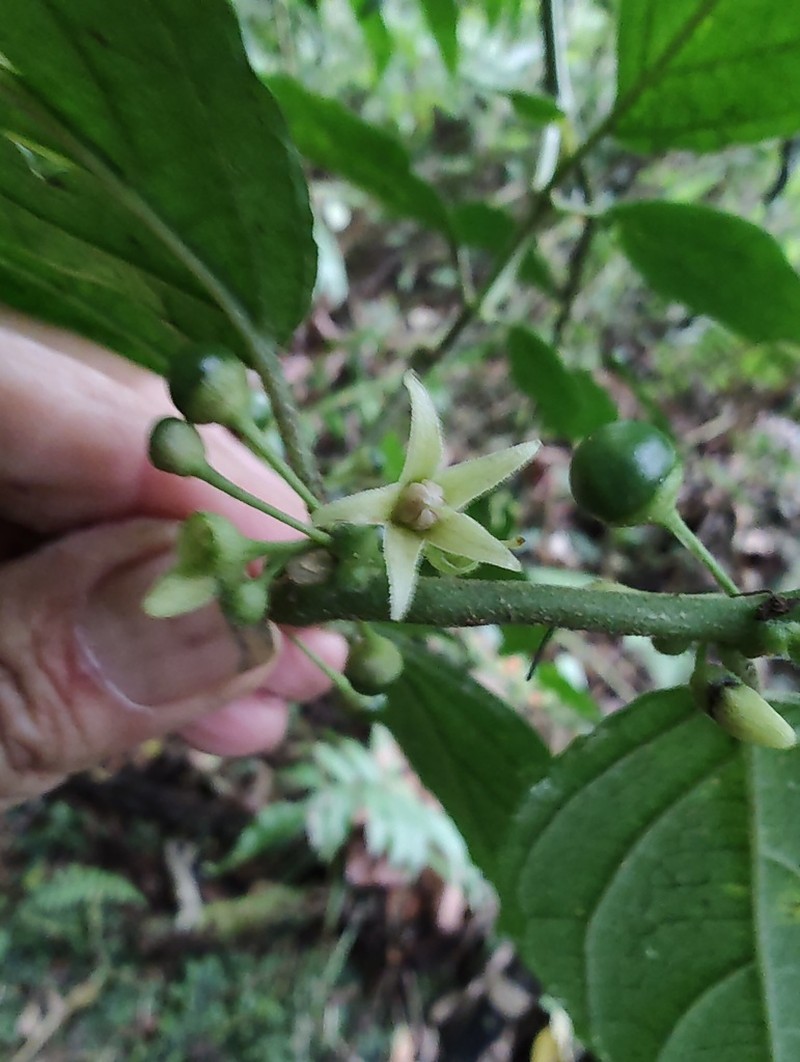 Witheringia coccoloboides