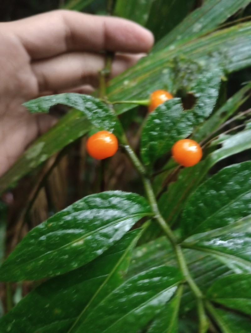 Witheringia coccoloboides photo 2