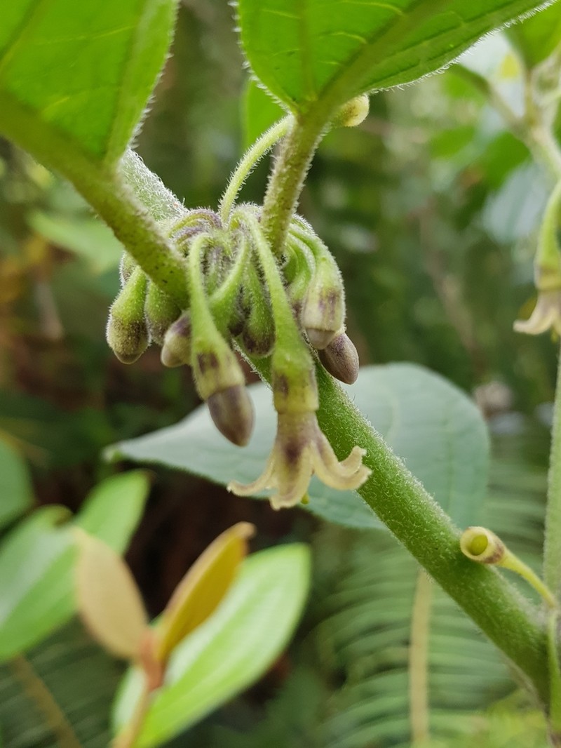 Witheringia coccoloboides photo 3