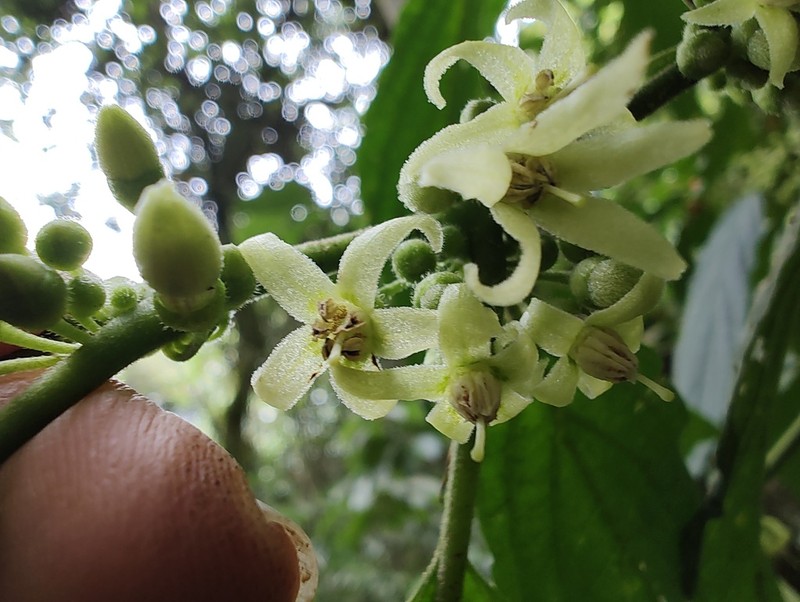 Witheringia coccoloboides photo 4