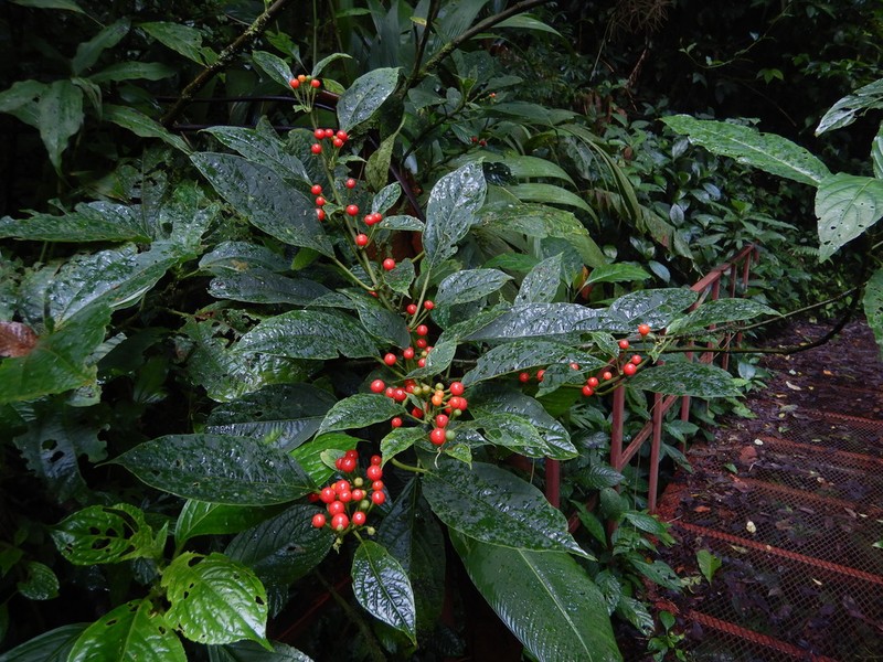 Witheringia coccoloboides photo 5