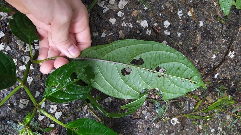 Witheringia coccoloboides photo 6