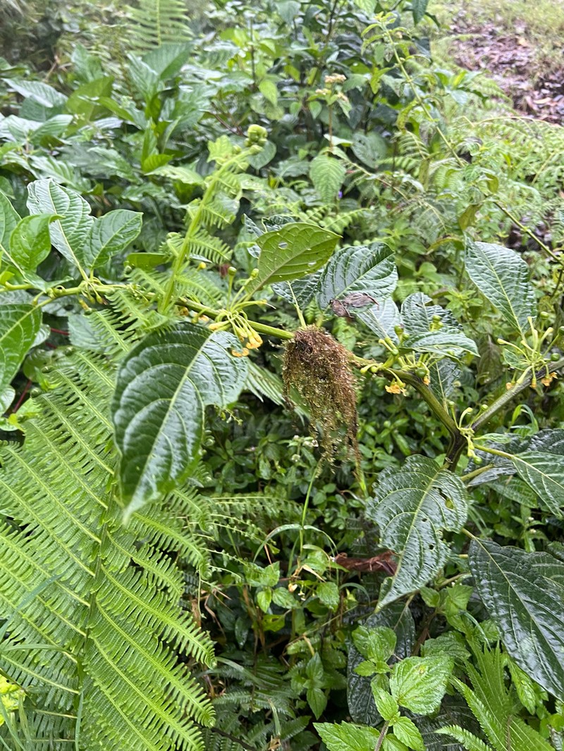 Witheringia coccoloboides photo 7