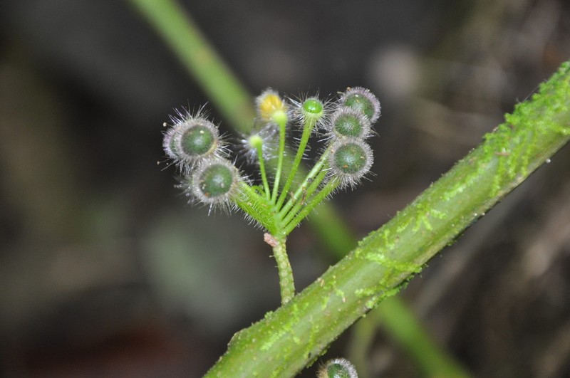 Witheringia correana