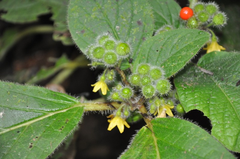 Witheringia correana photo 2