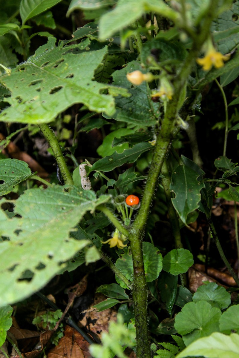 Witheringia correana photo 3